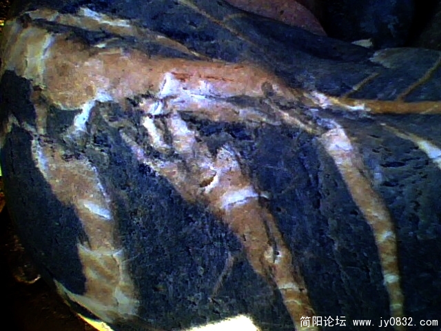 虾4.jpg