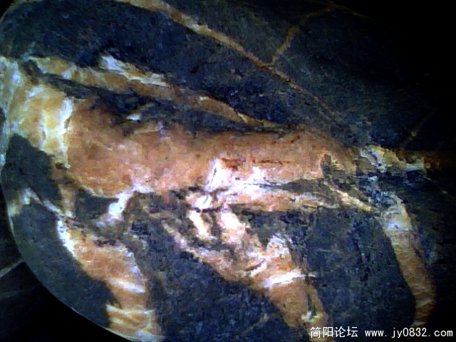 虾3.jpg