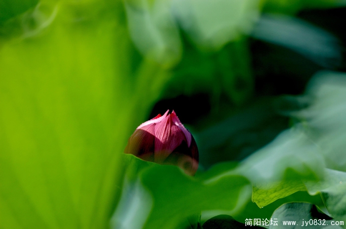 荷花 (19)副本.jpg