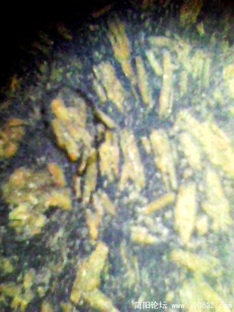 IMG1000A.jpg