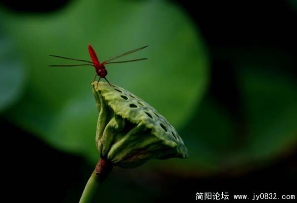 蜻蜓.jpg