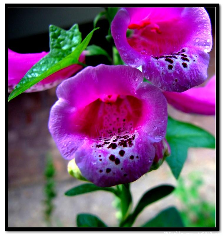 DSCF2728.jpg
