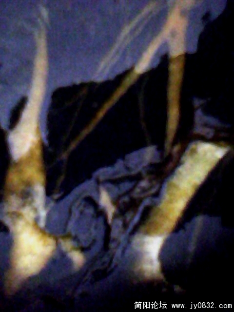 IMG0400A.jpg