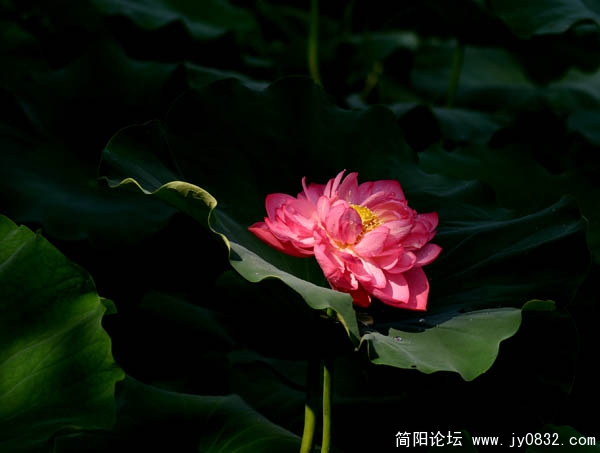 荷花16.jpg
