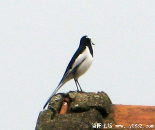 简阳白鹡鸰16.jpg