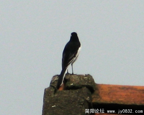 简阳白鹡鸰15.jpg