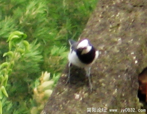 简阳白鹡鸰17.jpg