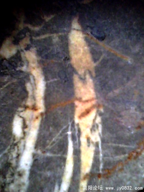 IMG0477A.jpg