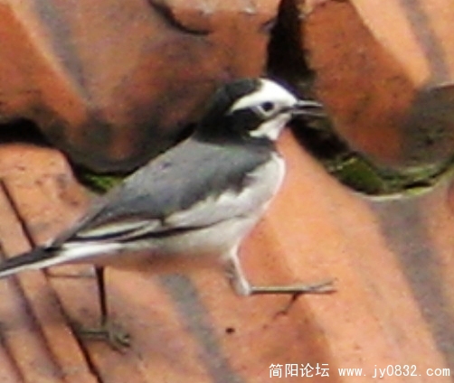 简阳白鹡鸰18.jpg