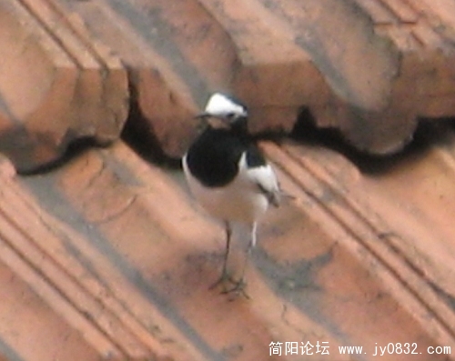 简阳白鹡鸰13.jpg