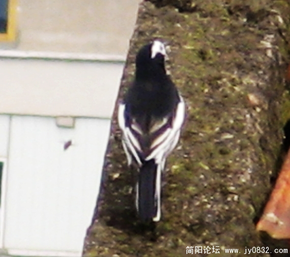 简阳白鹡鸰14.jpg