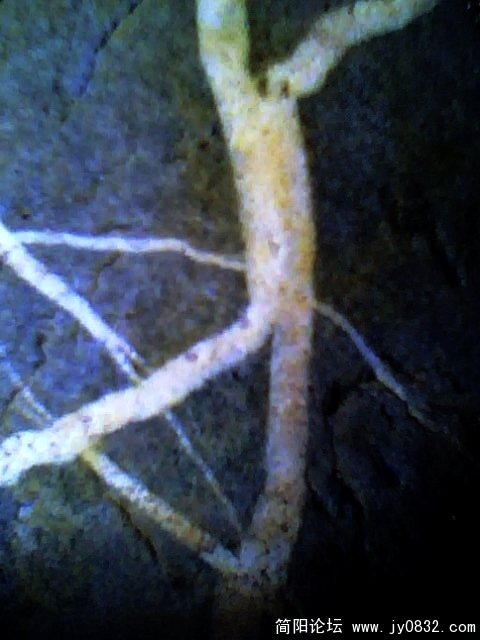 IMG0563A.jpg
