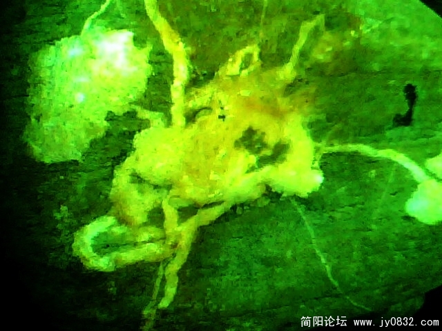 IMG0867A.jpg