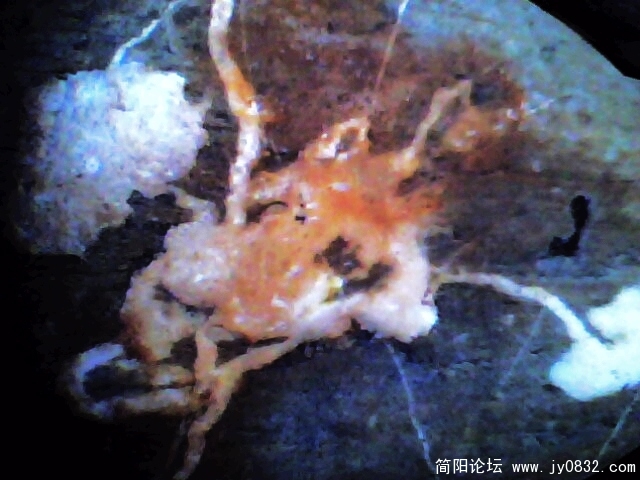 IMG0869A.jpg