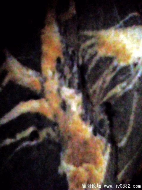 IMG0857A.jpg