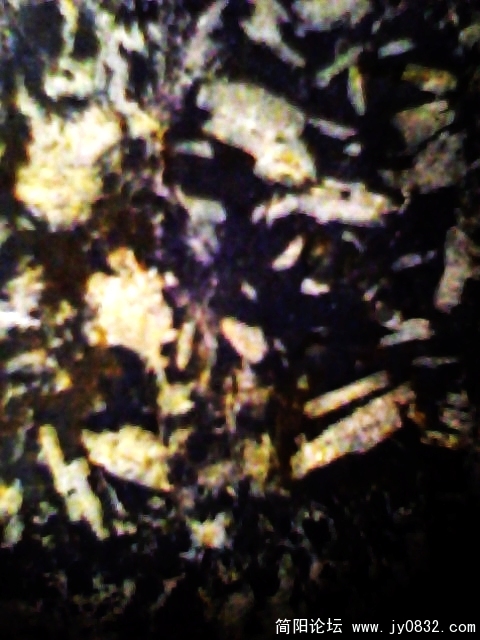 IMG0585A.jpg