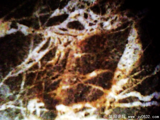 IMG0850A.jpg