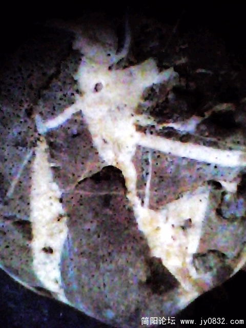IMG0884A.jpg