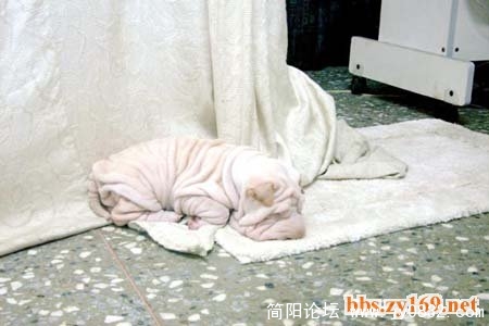 经常会被误丢进洗衣机的狗。。。。.jpg
