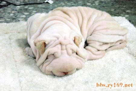 经常会被误丢进洗衣机的狗。。。.jpg