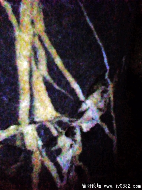 IMG0938A.jpg