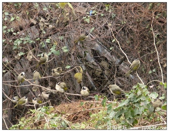 简阳白头鹎6.jpg