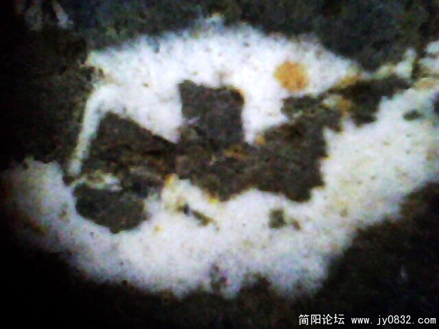 IMG1010A.jpg