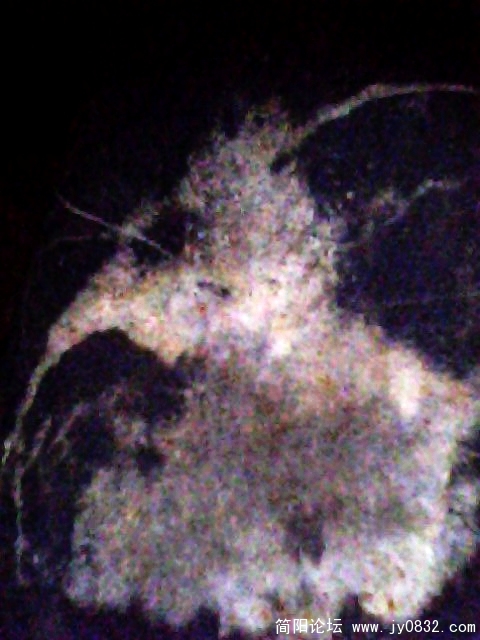 IMG1006A.jpg