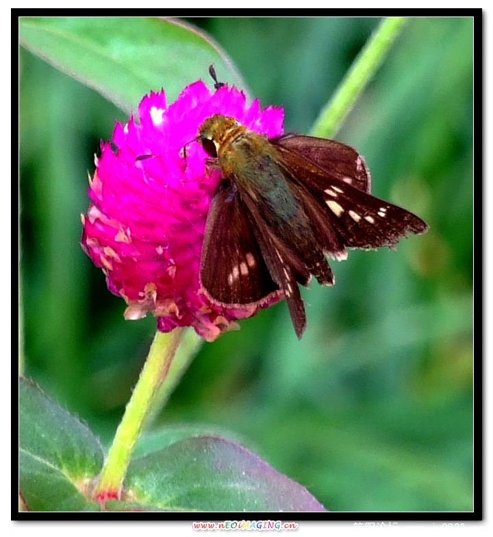 DSCF0460.jpg