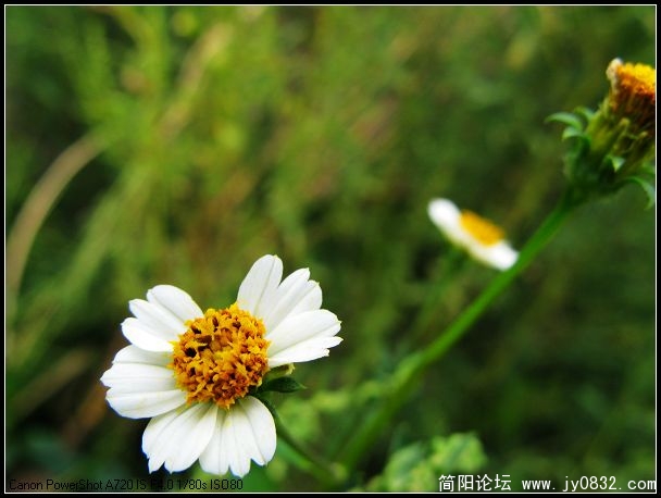 雏菊，没有沾染世俗的尘土味儿，那么地纯粹，太虚的幻境