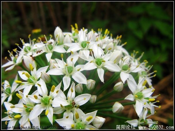 萌芽出苗，绽蕾，花铃摇曳......