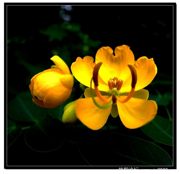 花花.jpg
