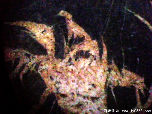 IMG1019A.jpg