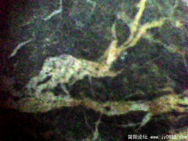 IMG1015A.jpg