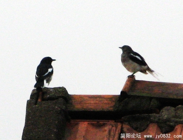 简阳鹊鸲12.jpg