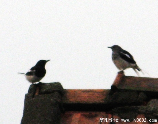 简阳鹊鸲13.jpg