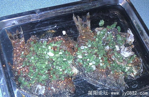 照片102.jpg