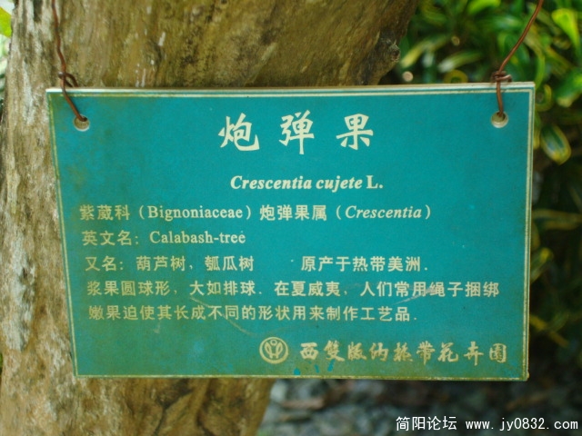 炮弹果