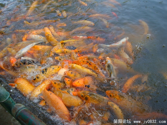 鱼摆摆来了，还扎堆儿呢