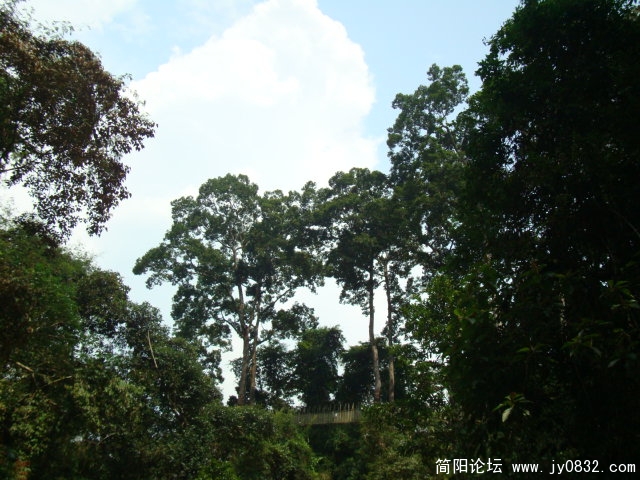 池边搭在望天树中部的空中走廊，只容一人通过