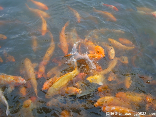 抢食