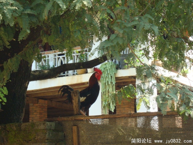 寨子里的雄鸡