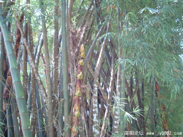 佛肚竹
