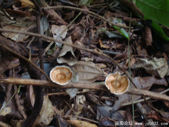 落叶间的菌