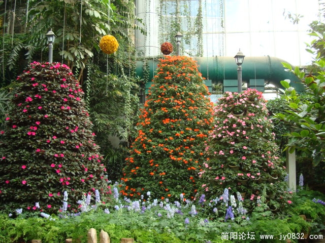 温室里的花丛