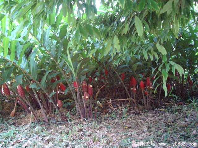 不知道什么植物，爬到地上照的