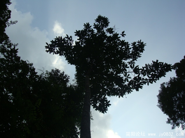 可终究没有下下来，空气中更湿了些，象在雾气中或者迷离的的朦朦细雨吧：）