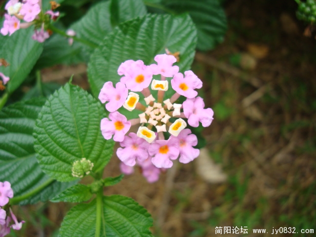 DSC02443.JPG