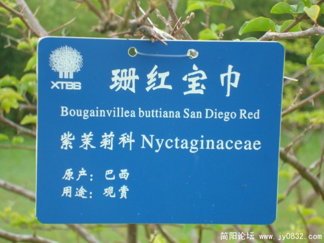 珊红宝巾