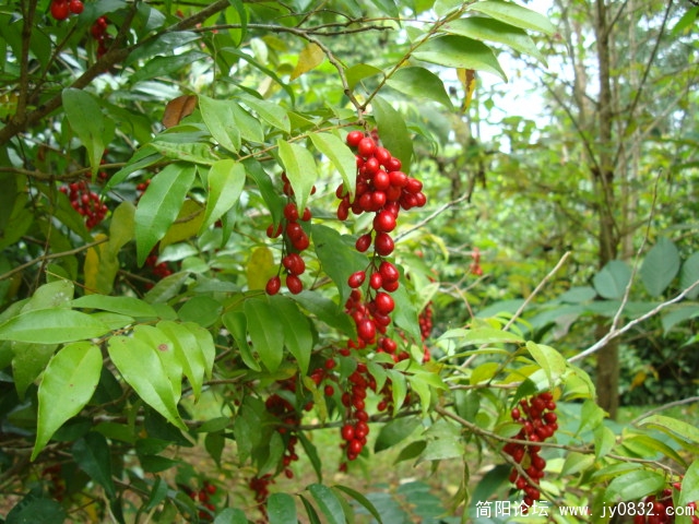 DSC02445.JPG